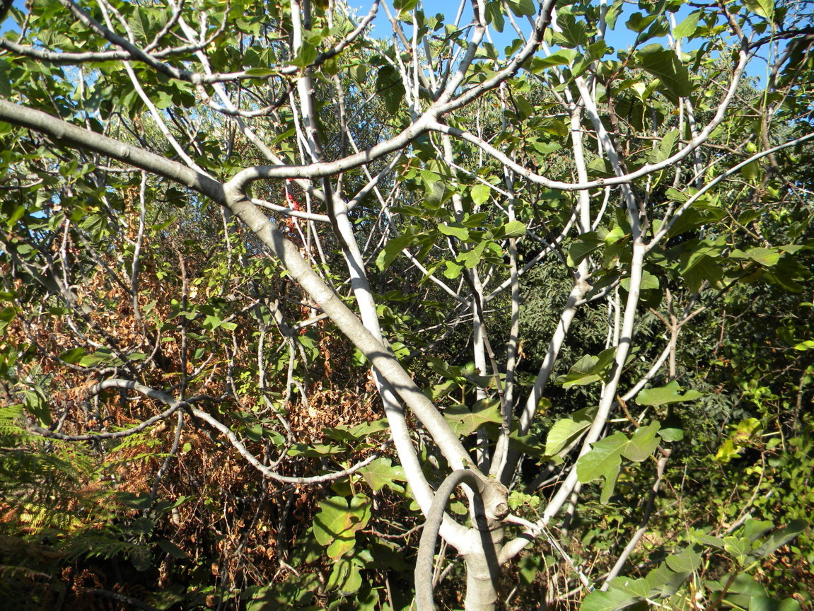 DSCN8089 .JPG